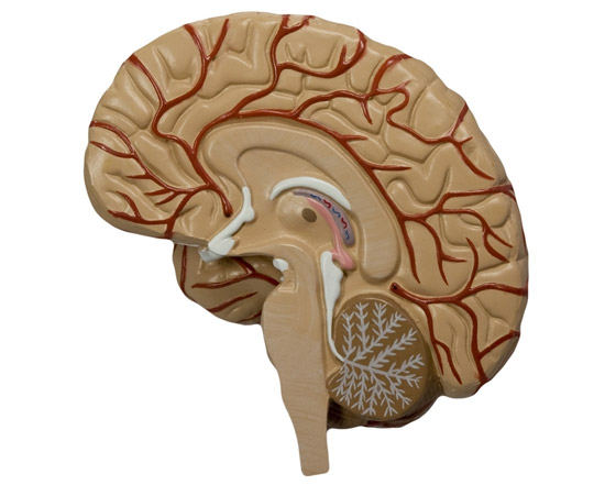دون معدة أو نصف دماغ! 7 أعضاء داخلية مهمة يمكن العيش بدونها صورة رقم 3
