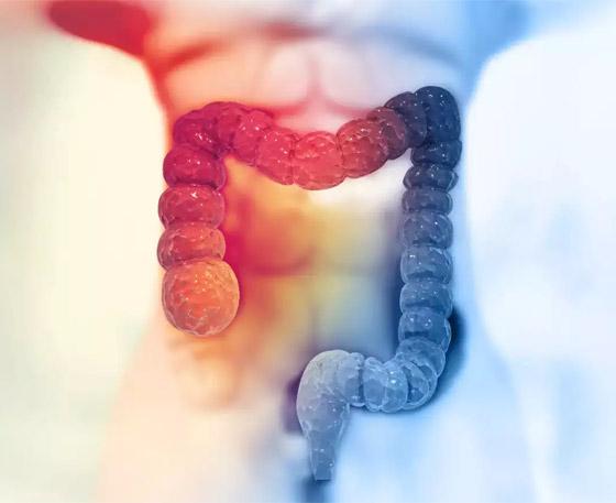 دون معدة أو نصف دماغ! 7 أعضاء داخلية مهمة يمكن العيش بدونها صورة رقم 4