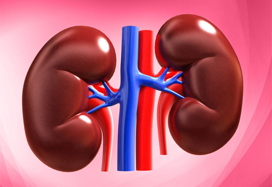 دون معدة أو نصف دماغ! 7 أعضاء داخلية مهمة يمكن العيش بدونها صورة رقم 5