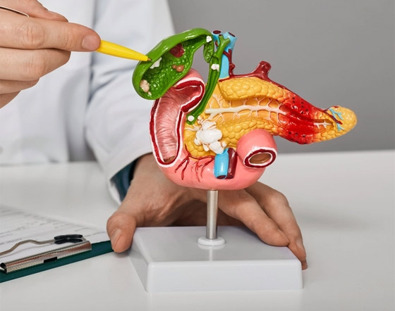 دون معدة أو نصف دماغ! 7 أعضاء داخلية مهمة يمكن العيش بدونها صورة رقم 7