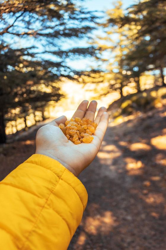 يحافظ على صحة القلب والأمعاء.. اعرف فوائد الزبيب صورة رقم 2