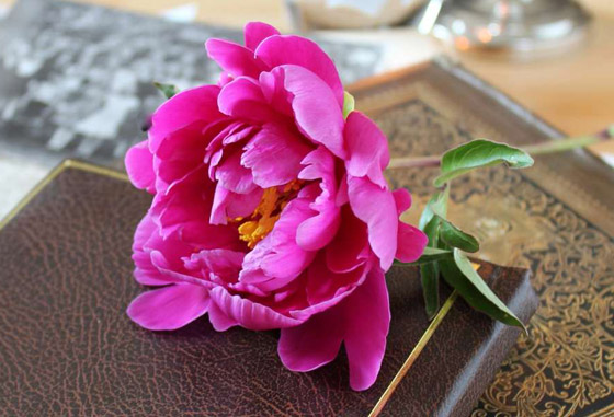 مهدئة للأعصاب ومعالجة للأمراض.. 6 فوائد مدهشة لعشبة عود الصليب صورة رقم 5 مهدئة للأعصاب ومعالجة للأمراض.. 6 فوائد مدهشة لعشبة عود الصليب صورة رقم 5