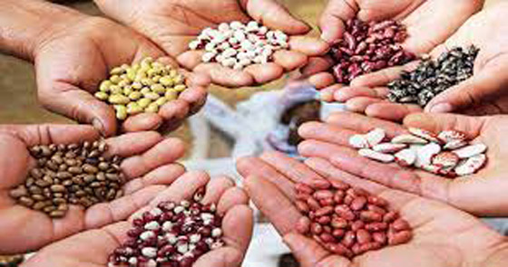 أطعمة غنية بالبروتين مفيدة لقلبك.. منها الأسماك الدهنية والعدس صورة رقم 6 أطعمة غنية بالبروتين مفيدة لقلبك.. منها الأسماك الدهنية والعدس صورة رقم 6