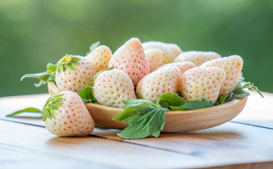 يصل سعر العلبة إلى 40 دولارا.. فوائد الفراولة البيضاء وشروط زراعتها صورة رقم 1 يصل سعر العلبة إلى 40 دولارا.. فوائد الفراولة البيضاء وشروط زراعتها صورة رقم 1