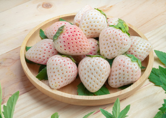 يصل سعر العلبة إلى 40 دولارا.. فوائد الفراولة البيضاء وشروط زراعتها صورة رقم 2 يصل سعر العلبة إلى 40 دولارا.. فوائد الفراولة البيضاء وشروط زراعتها صورة رقم 2