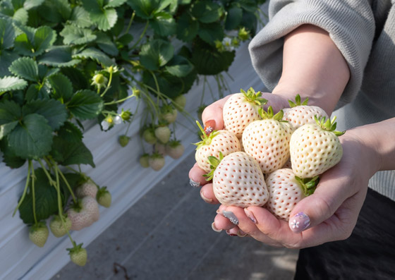 يصل سعر العلبة إلى 40 دولارا.. فوائد الفراولة البيضاء وشروط زراعتها صورة رقم 3 يصل سعر العلبة إلى 40 دولارا.. فوائد الفراولة البيضاء وشروط زراعتها صورة رقم 3