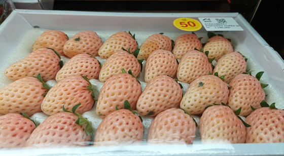 يصل سعر العلبة إلى 40 دولارا.. فوائد الفراولة البيضاء وشروط زراعتها صورة رقم 5 يصل سعر العلبة إلى 40 دولارا.. فوائد الفراولة البيضاء وشروط زراعتها صورة رقم 5