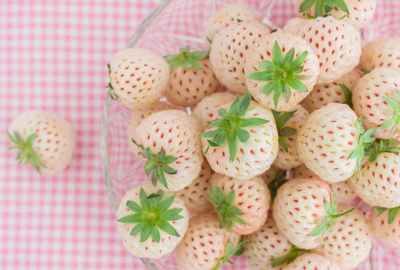 يصل سعر العلبة إلى 40 دولارا.. فوائد الفراولة البيضاء وشروط زراعتها صورة رقم 6 يصل سعر العلبة إلى 40 دولارا.. فوائد الفراولة البيضاء وشروط زراعتها صورة رقم 6