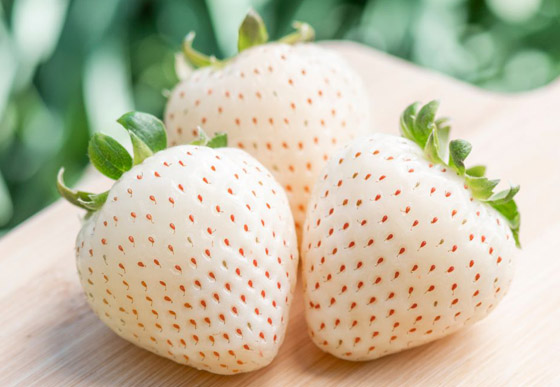 يصل سعر العلبة إلى 40 دولارا.. فوائد الفراولة البيضاء وشروط زراعتها صورة رقم 8 يصل سعر العلبة إلى 40 دولارا.. فوائد الفراولة البيضاء وشروط زراعتها صورة رقم 8