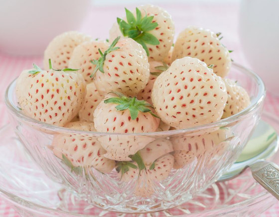 يصل سعر العلبة إلى 40 دولارا.. فوائد الفراولة البيضاء وشروط زراعتها صورة رقم 4 يصل سعر العلبة إلى 40 دولارا.. فوائد الفراولة البيضاء وشروط زراعتها صورة رقم 4