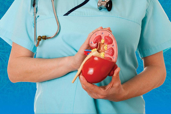 خطوات ضرورية وأخرى ممنوعة.. نصائح مهمة لمرضى الكلى صورة رقم 4