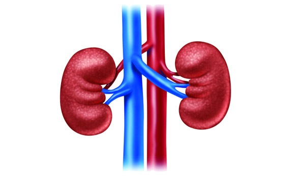 خطوات ضرورية وأخرى ممنوعة.. نصائح مهمة لمرضى الكلى صورة رقم 7