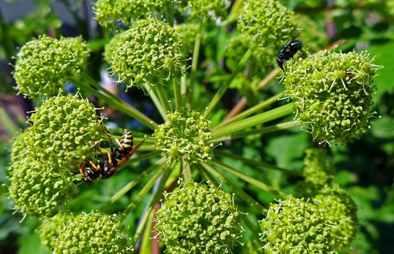 يعالج التهاب المفاصل.. 5 فوائد لنبات يعالج التهاب المفاصل.. 5 فوائد لنبات