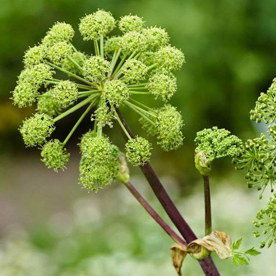 يعالج التهاب المفاصل.. 5 فوائد لنبات يعالج التهاب المفاصل.. 5 فوائد لنبات