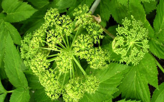 يعالج التهاب المفاصل.. 5 فوائد لنبات يعالج التهاب المفاصل.. 5 فوائد لنبات