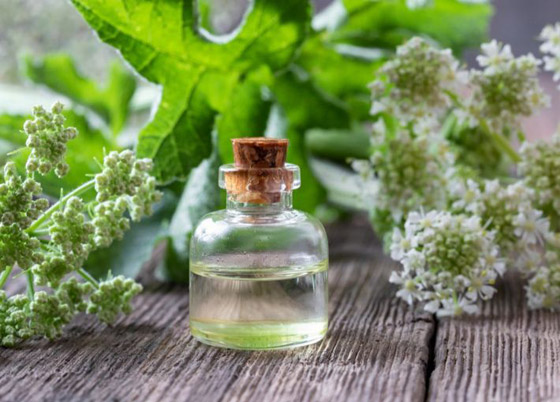 يعالج التهاب المفاصل.. 5 فوائد لنبات يعالج التهاب المفاصل.. 5 فوائد لنبات