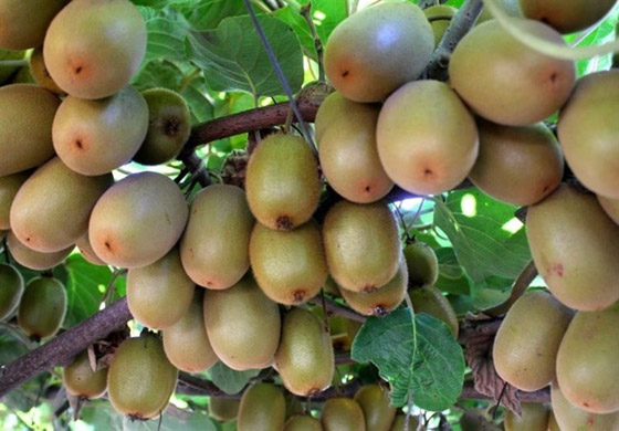 كيف نتجنب حساسية الكيوي وأعراضها المزعجة؟ صورة رقم 3