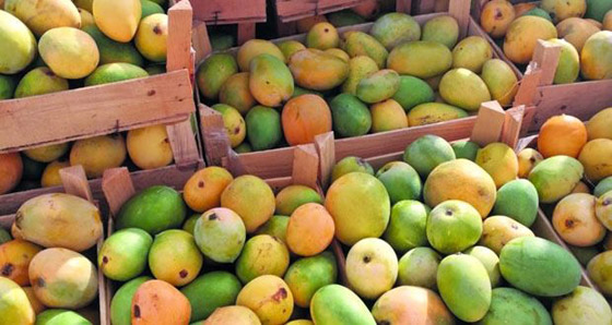 ماذا تعرفون عن فوائد المانغو الصحية؟ صورة رقم 2 ماذا تعرفون عن فوائد المانغو الصحية؟ صورة رقم 2