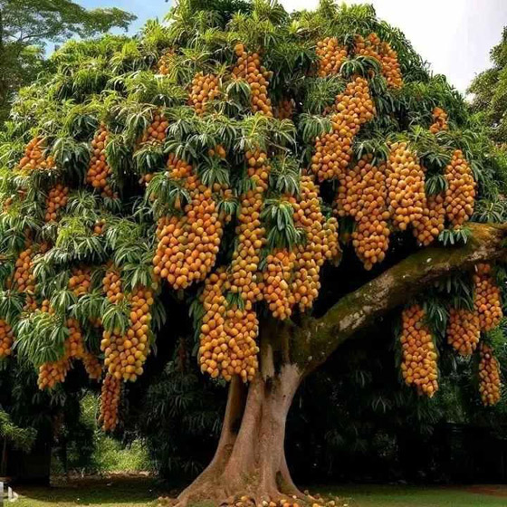 ماذا تعرفون عن فوائد المانغو الصحية؟ صورة رقم 4 ماذا تعرفون عن فوائد المانغو الصحية؟ صورة رقم 4