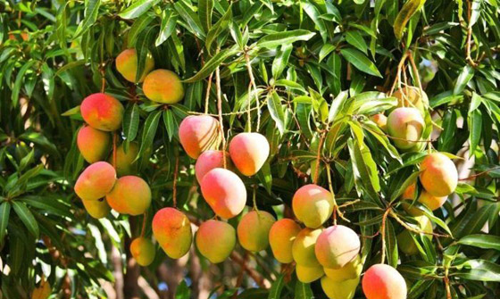 ماذا تعرفون عن فوائد المانغو الصحية؟ صورة رقم 3 ماذا تعرفون عن فوائد المانغو الصحية؟ صورة رقم 3