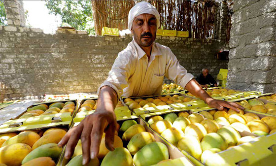 ماذا تعرفون عن فوائد المانغو الصحية؟ صورة رقم 6 ماذا تعرفون عن فوائد المانغو الصحية؟ صورة رقم 6