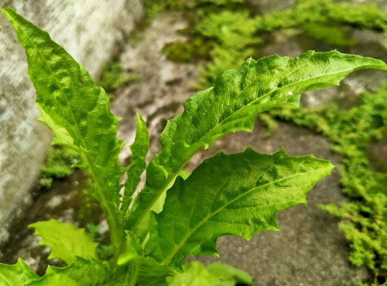 يعزز المناعة والحفاظ على الوزن الصحي.. فوائد نبات إيبازوت واستخداماته صورة رقم 3 يعزز المناعة والحفاظ على الوزن الصحي.. فوائد نبات إيبازوت واستخداماته صورة رقم 3