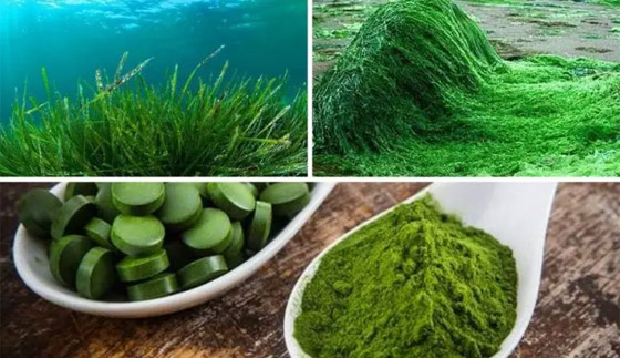 10 فوائذ ستذهلكم عن غذاء خارق مصدره الطحالب صورة رقم 6 10 فوائذ ستذهلكم عن غذاء خارق مصدره الطحالب صورة رقم 6