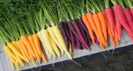 يقوي مناعتك ويحافظ علي عينك.. تعرف على فوائد الجزر لصحتك  صورة رقم 3