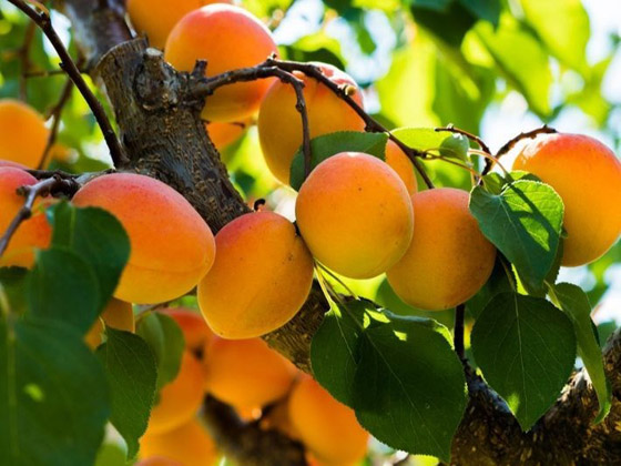 ما هو تأثير المشمش على جسم الإنسان؟ صورة رقم 3