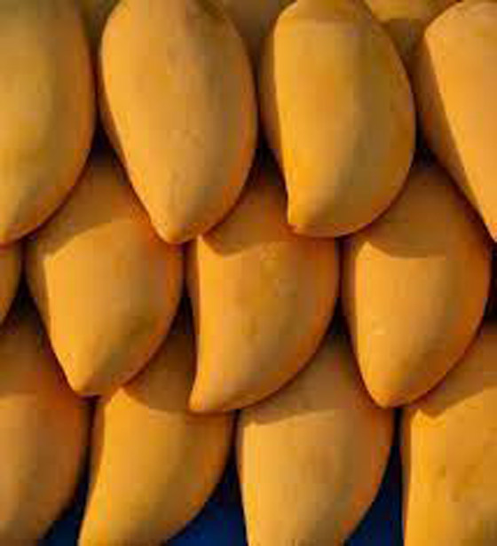 المانجو تسبب الطفح الجلدى والبثور.. اعرف السبب صورة رقم 6