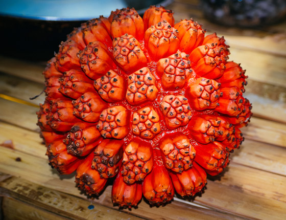 تخفف صداع الرأس.. 5 فوائد علمية مدهشة لفاكهة هالا الاستوائية صورة رقم 1