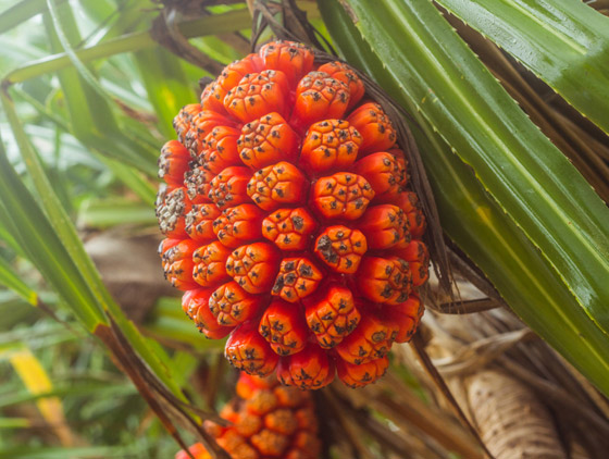 تخفف صداع الرأس.. 5 فوائد علمية مدهشة لفاكهة هالا الاستوائية صورة رقم 3