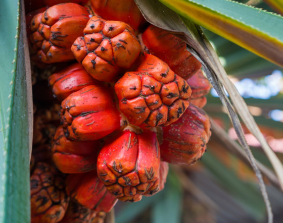 تخفف صداع الرأس.. 5 فوائد علمية مدهشة لفاكهة هالا الاستوائية صورة رقم 4