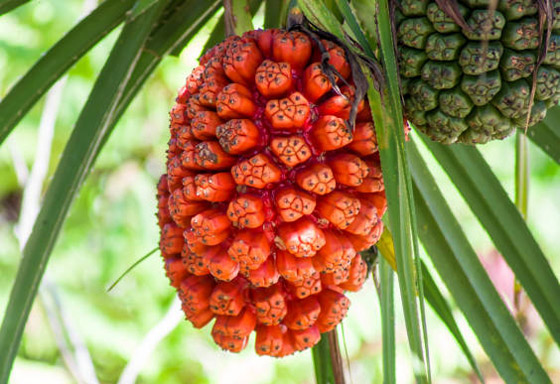 تخفف صداع الرأس.. 5 فوائد علمية مدهشة لفاكهة هالا الاستوائية صورة رقم 5