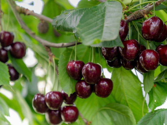 الكريز ينقى جسمك ويقوى مناعتك.. اعرف فوائد تناوله باستمرار صورة رقم 5