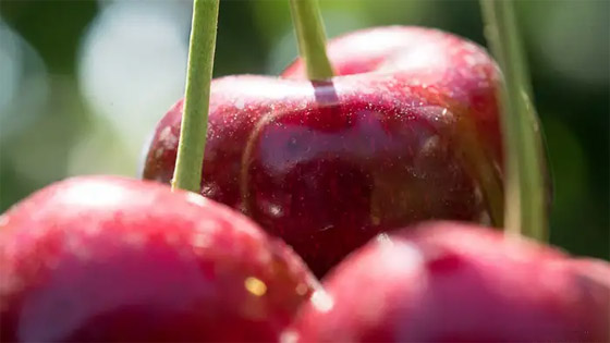 صورة رقم 4 - صورة رقم 4 -