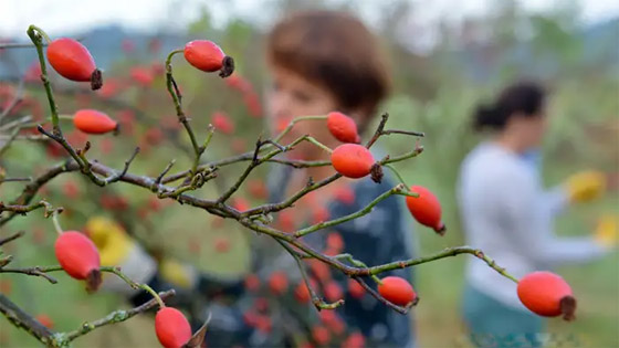 صورة رقم 12 - صورة رقم 12 -
