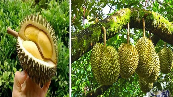 صورة رقم 4 - رغم رائحتها الكريهة وحظرها بالفنادق.. الطلب على هذه الفاكهة يقفز 400%! صورة رقم 4 - رغم رائحتها الكريهة وحظرها بالفنادق.. الطلب على هذه الفاكهة يقفز 400%!