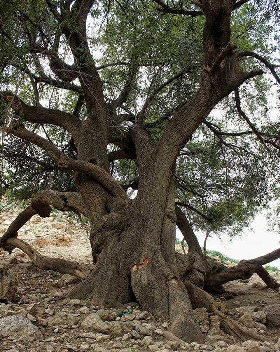 صورة رقم 2 - صورة رقم 2 -