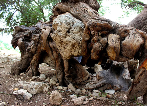 صورة رقم 9 - صورة رقم 9 -