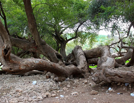 صورة رقم 10 - صورة رقم 10 -