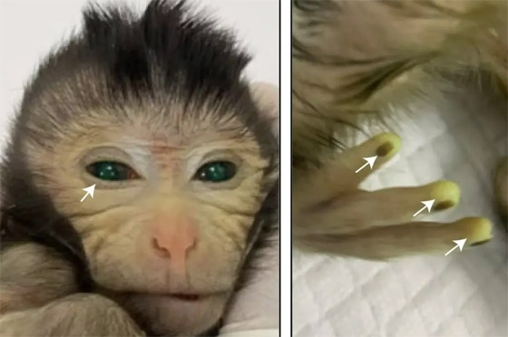 صورة رقم 1 - مشهد لا يصدق.. أول قرد حي بأصابع ملونة وعيون تضيء! صور صورة رقم 1 - مشهد لا يصدق.. أول قرد حي بأصابع ملونة وعيون تضيء! صور