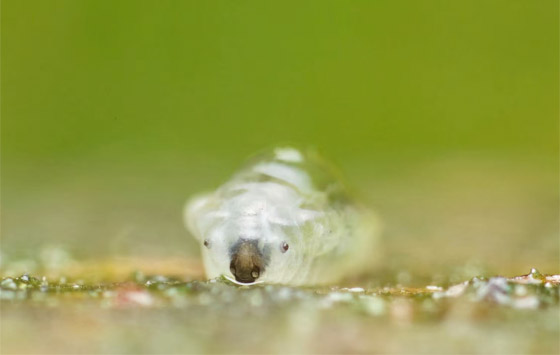 صورة رقم 1 - كائنات مجهرية.. صور استثنائية تكشف أسرار مملكة التربة تحت أقدامنا صورة رقم 1 - كائنات مجهرية.. صور استثنائية تكشف أسرار مملكة التربة تحت أقدامنا