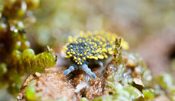 صورة رقم 2 - كائنات مجهرية.. صور استثنائية تكشف أسرار مملكة التربة تحت أقدامنا صورة رقم 2 - كائنات مجهرية.. صور استثنائية تكشف أسرار مملكة التربة تحت أقدامنا