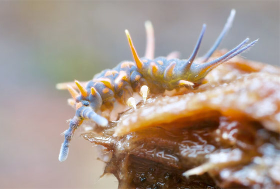 صورة رقم 3 - كائنات مجهرية.. صور استثنائية تكشف أسرار مملكة التربة تحت أقدامنا صورة رقم 3 - كائنات مجهرية.. صور استثنائية تكشف أسرار مملكة التربة تحت أقدامنا