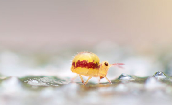 صورة رقم 4 - كائنات مجهرية.. صور استثنائية تكشف أسرار مملكة التربة تحت أقدامنا صورة رقم 4 - كائنات مجهرية.. صور استثنائية تكشف أسرار مملكة التربة تحت أقدامنا