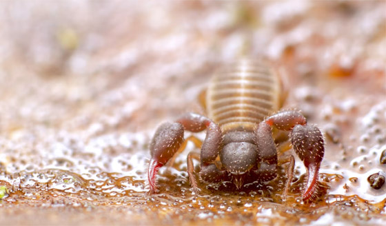 صورة رقم 5 - كائنات مجهرية.. صور استثنائية تكشف أسرار مملكة التربة تحت أقدامنا صورة رقم 5 - كائنات مجهرية.. صور استثنائية تكشف أسرار مملكة التربة تحت أقدامنا