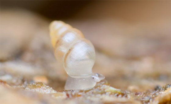 صورة رقم 7 - كائنات مجهرية.. صور استثنائية تكشف أسرار مملكة التربة تحت أقدامنا صورة رقم 7 - كائنات مجهرية.. صور استثنائية تكشف أسرار مملكة التربة تحت أقدامنا