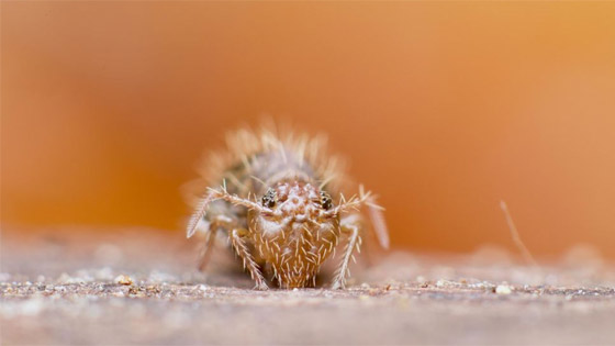 صورة رقم 9 - كائنات مجهرية.. صور استثنائية تكشف أسرار مملكة التربة تحت أقدامنا صورة رقم 9 - كائنات مجهرية.. صور استثنائية تكشف أسرار مملكة التربة تحت أقدامنا