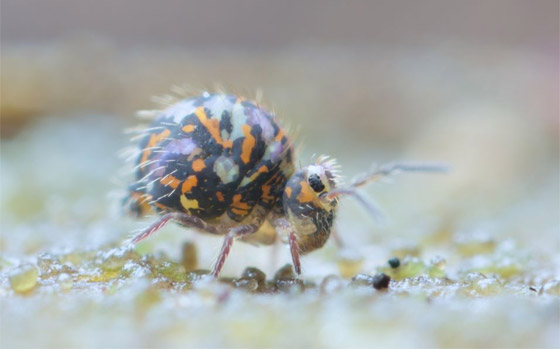 صورة رقم 10 - كائنات مجهرية.. صور استثنائية تكشف أسرار مملكة التربة تحت أقدامنا صورة رقم 10 - كائنات مجهرية.. صور استثنائية تكشف أسرار مملكة التربة تحت أقدامنا